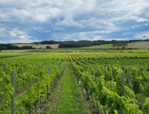 Winnica Aris